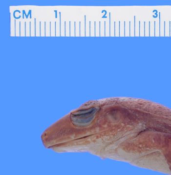 Media type: image; Herpetology A-9879